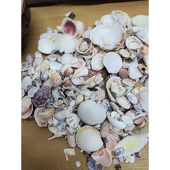 2. lb Mixed Crafting Seashells whole and pieces in primitive clay bowl - Picture 2 of 7